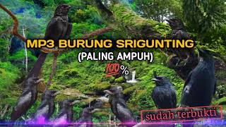 suara Pikat burung srigunting hanya hitungan detik langsung nyaut‼️