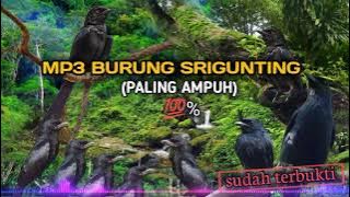 suara Pikat burung srigunting hanya hitungan detik langsung nyaut‼️