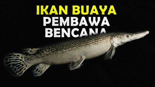 MENGAPA IKAN ALIGATOR GAR BERBAHAYA JIKA DIPELIHARA DI INDONESIA