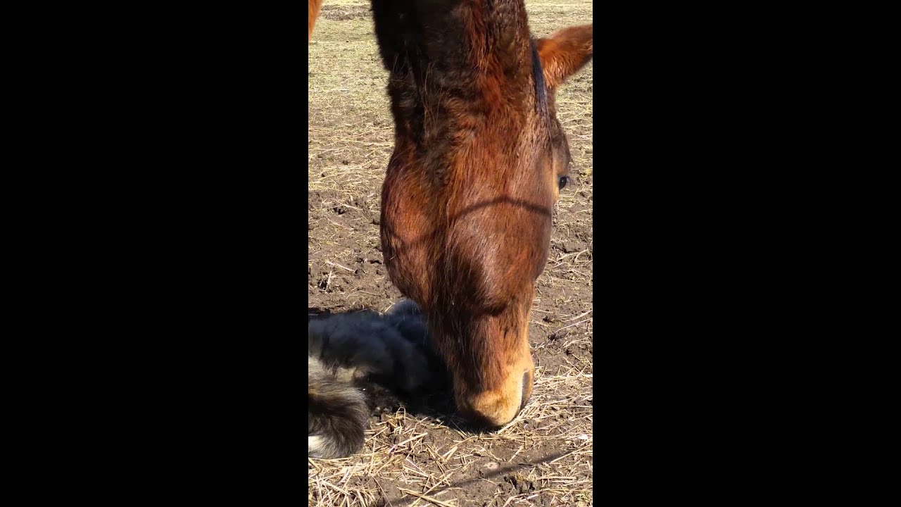 A Mouse, A Horse, and A Cat YouTube