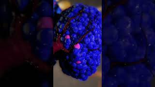 Embryonic Development of the Islets of Langerhans | science medical  scientificanimation