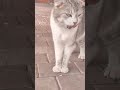 #cat #lifeisbutadream #cute #kitten #home #animals #funnycats #kitty #flowers #garden