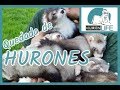 Quedada de Hurones // Huronlife (asociacion protectora)