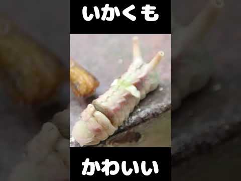 もふもふいかくイモムシ