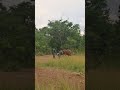 Orphaned baby elephants milk run