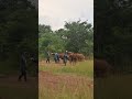 Orphaned baby elephants milk run