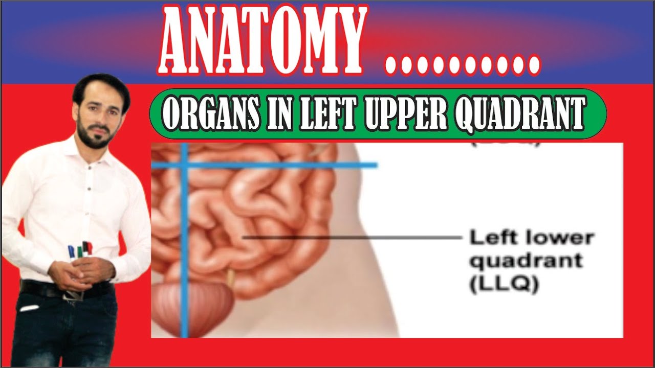 Four Abdominal Quadrants Organs In Left Upper Quadrant Made Easy Four Abdominal Quadrants Organs In Left Upper Quadrant Made Easy