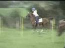 Video: Tysk Ridning Pony Hest Race Allergivenlig, Sundhed Og Levetid