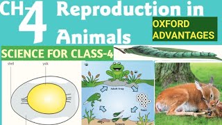 Reproduction In Animals || Science || Class 4 || Oxford || Ch-4 ||Study In Depth || In Hindi ||Hindi screenshot 5