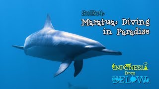 Maratua: Diving in Paradise [4K] | Indonesia from Below (S01E04) | SZtv screenshot 4