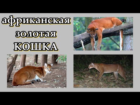 АФРИКАНСКАЯ ЗОЛОТАЯ КОШКА