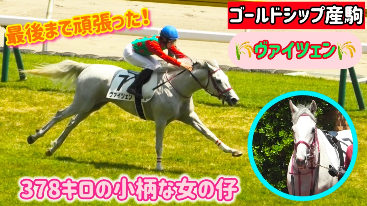【ゴールドシップ産駒】378キロのちっこい身体で一生懸命走る姿が愛おしいヴァイツェン🌾