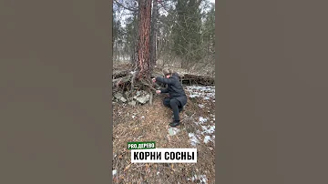 Как растут корни у сосны