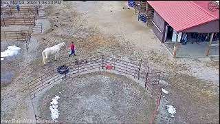 Dunrovin Ranch Video_2023-03-23_223949-Training Oggy and Jax..