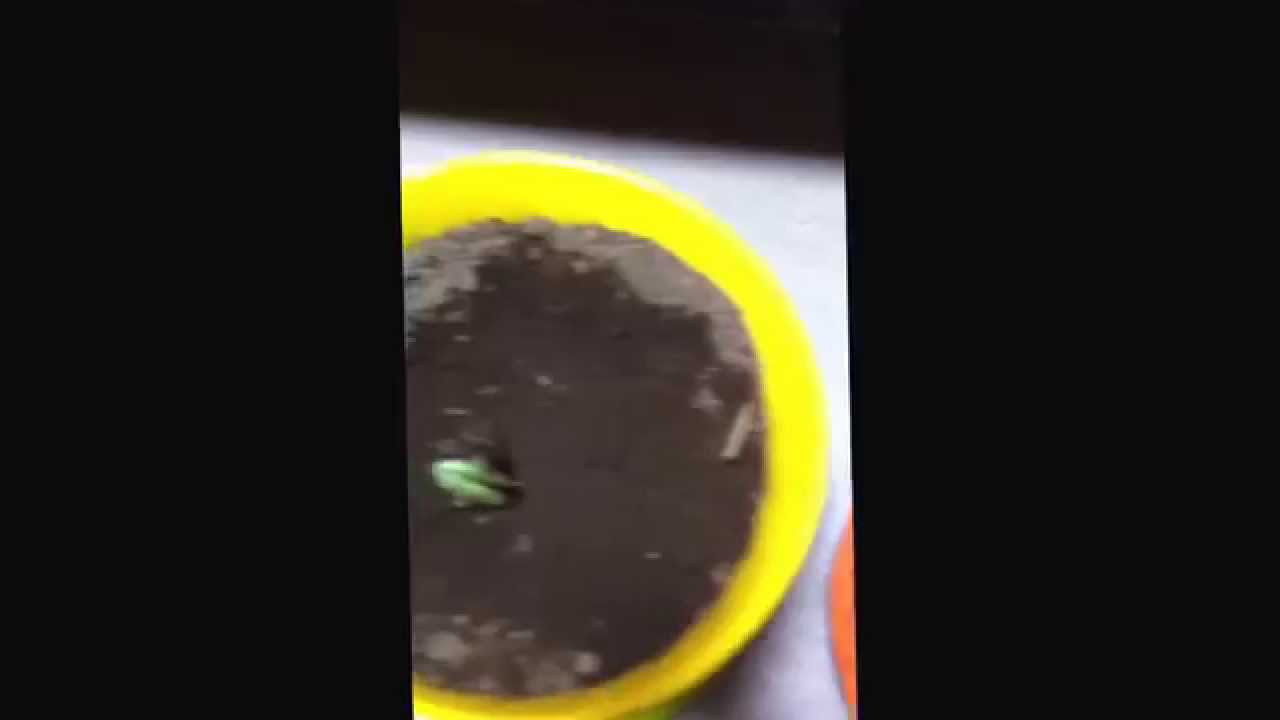 黒大豆と大豆 そして青大豆の水耕栽培から その1 Youtube