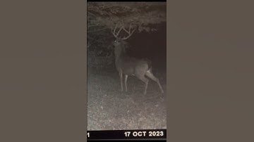Monster Buck Hitting a Scrape