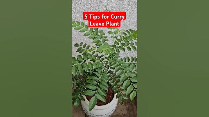 5 Tips for Growing Curry Leaf Plant | Tips & Tricks 19 | @DIYBuddy #curryleafplant#plantcare#shorts