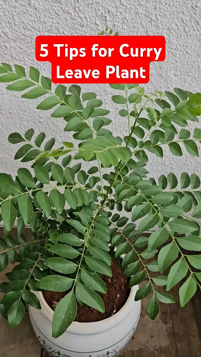 5 Tips for Growing Curry Leaf Plant | Tips & Tricks 19 | @DIYBuddy #curryleafplant#plantcare#shorts