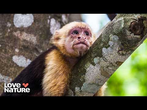 The Secret Lives of Animals Will Blow Your Mind | Animals Like Us 106