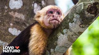 The Secret Lives of Animals Will Blow Your Mind | Animals Like Us 106 @lovenature