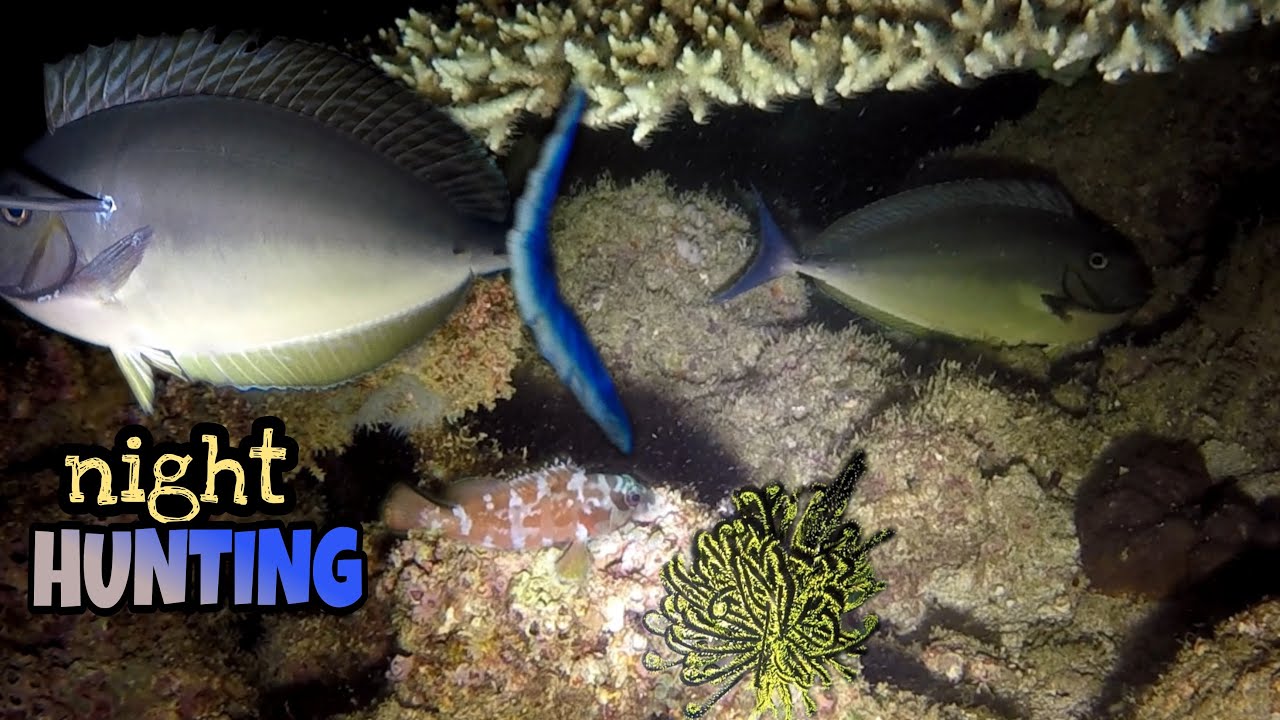 night hunting @ BAYANGAN ISLAND LABASON - YouTube