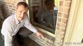 How Spiders Lay Eggs Inside Your Home -Bulwark Exterminating