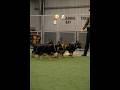 German shepherd k9 puppies #k9 #germanshepherd #puppy #dog #fyp #trending #viral #dogtraining