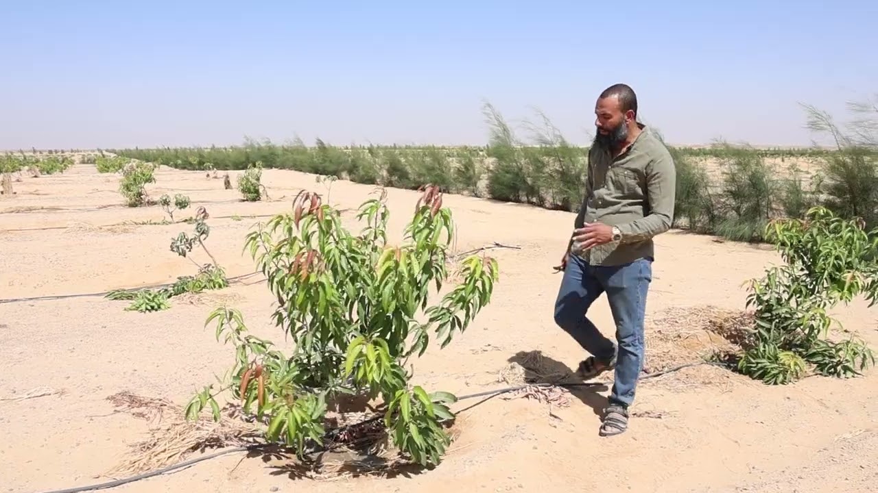 اسهل طريقه لتقليم شجر المانجو من اجمل مزرعه مانجا عمر سنه ممكن تشوفها مشروع واحة المانجو