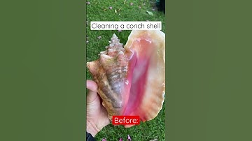 Cleaning a Conch Shell 🐚 🧼
