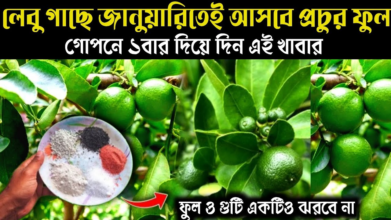 লেবু গাছে জানুয়ারিতেই আসবে প্রচুর ফুল শুধু ১বার গোপনে দিয়ে দিন এই খাবার | Lemon plant care