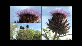 Isigny sur Mer : ville fleurie 2010 du Calvados