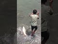 #fish #viralvideo #vlog #facts #fishing #bigfish #nature #fishcutting