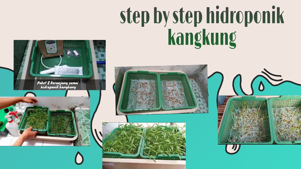 Step by step penanaman kangkung keranjang  semai hidroponik  