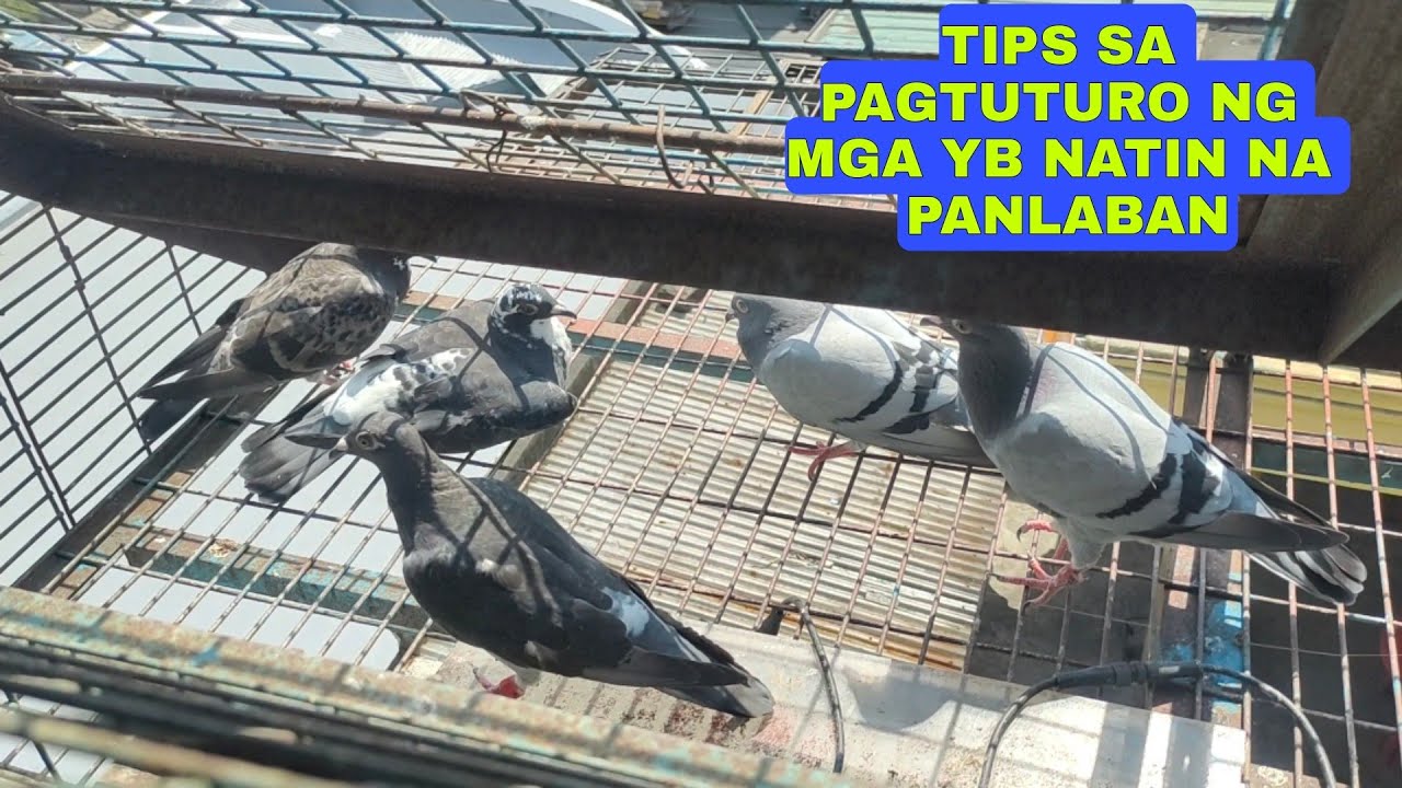 TIPS SA PAGTUTURO NG ATING PANLABAN NA YB IWAS OVERFLY...