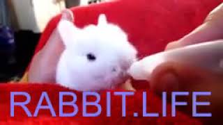 RABBIT LIFE - Cute Funny Baby Bunny Rabbit! by Animals Funny Life 15 views 4 years ago 2 minutes
