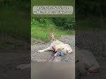 シニア犬とキツネの出会いの物語