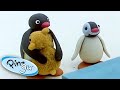Pingu Wins at the Fair! | Pingu Official | Cartoons for Kids