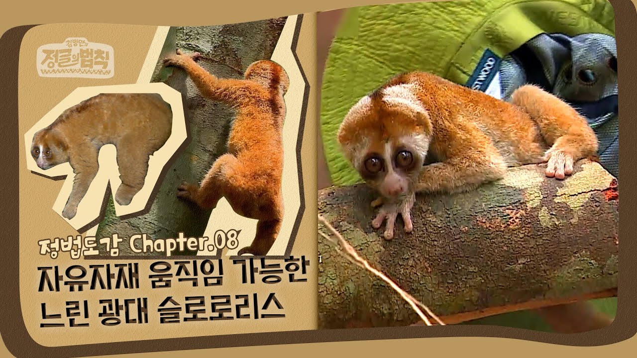 [정법 도감📖] 초소형 나무늘보, 슬로로리스!  [정글의 법칙|SBS 방송]