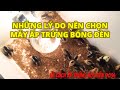 Những lý do nên chọn máy ấp trứng bóng đèn và cách ấp trứng gà hiệu quả