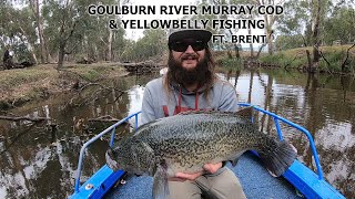 MONSTER Murray Cod & Yellowbelly Fishing Goulburn river 2023 #fishing #cod #native