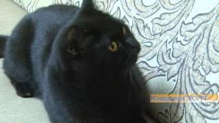 Почему не везёт чёрному коту? Почему не везёт чёрному коту?