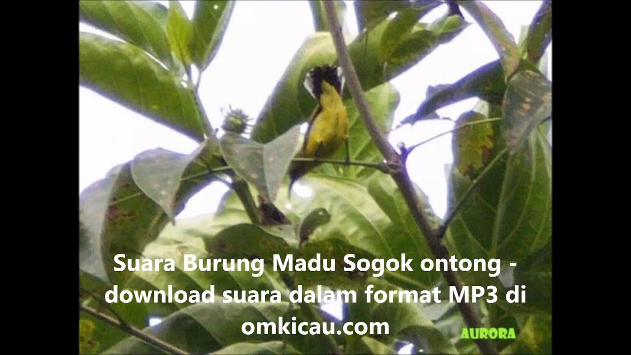 suara sogok ontong tarung