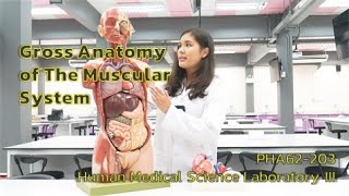 ปฏิบัติการ Gross Anatomy of The Muscular System