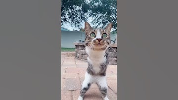 1 chiếc mèo lai chuột túi