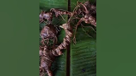 4 củ Sâm rừng tự nhiên già cực ngon,140gram, bao kiểm chuẩn sâm rừng trên từng cọng rễ. Giá 6.5tr