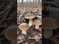 A beautiful brown porcini mushrooms #wildmushrooms #nature #boletus #youtubeshorts #shorts #fungi