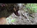 FX Impact M4 Air Rifle with Trigger Cam - Morning Squirrel Hunt - 23 Aug 2025