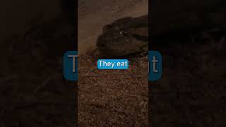Thumbnail for Diet of a 4 Meter Long Giant Anaconda of Guyana