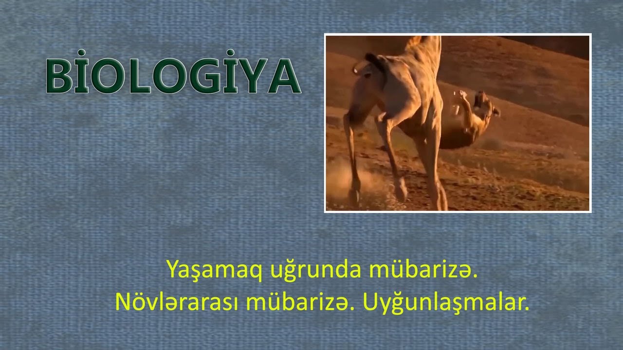 Yaşamaq uğrunda mübarizə. Növlərarası mübarizə. Uyğunlaşmalar.