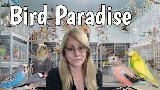 Donna's Unbelievable Bird Obsession: A Tour Of Her Extraordinary Bird Room by Love of Pets 4,257 views 3 months ago 33 minutes